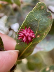 Cynips quercusechinus