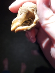 Clibanarius vittatus