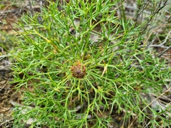 Isopogon ceratophyllus