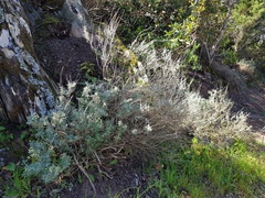 Teucrium marum