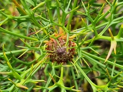 Isopogon ceratophyllus