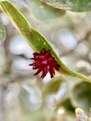 Cynips quercusechinus
