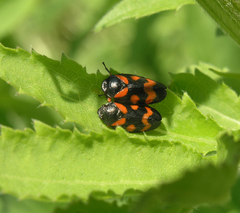 Cercopis intermedia