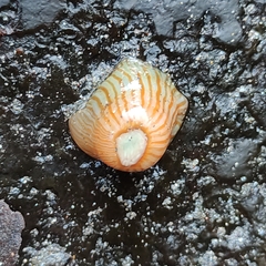 Anthothoe albocincta