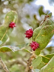 Cynips quercusechinus