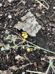 Leucocoprinus