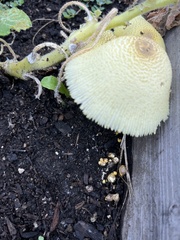 Leucocoprinus