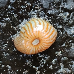 Anthothoe albocincta
