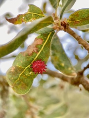 Cynips quercusechinus