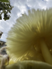 Leucocoprinus