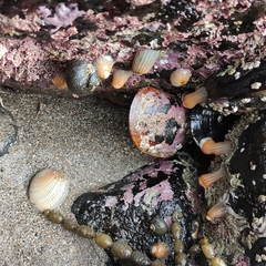 Anthothoe albocincta
