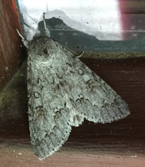Acronicta americana