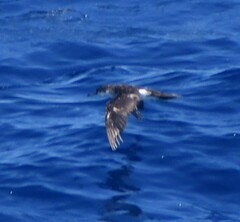 Puffinus lherminieri