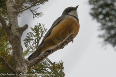 Pachycephala rufiventris