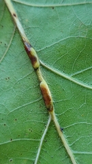 Polystepha americana