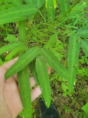 Desmodium paniculatum