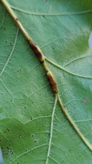 Polystepha americana