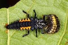 Harmonia vigintiduomaculata