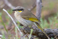 Gavicalis virescens
