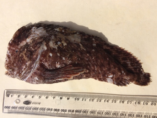 Aetapcus maculatus