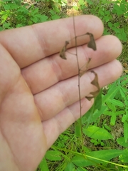 Desmodium paniculatum