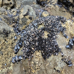 Xenostrobus neozelanicus