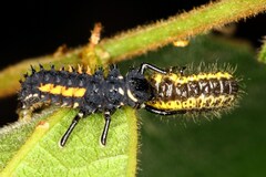 Harmonia vigintiduomaculata