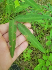 Desmodium paniculatum