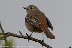 Drymodes brunneopygia