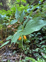 Prosartes smithii
