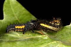 Harmonia vigintiduomaculata