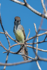 Myiarchus yucatanensis