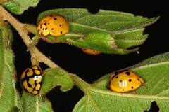 Harmonia vigintiduomaculata