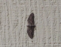 Eupithecia unicolor