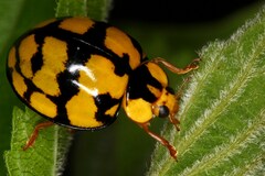 Harmonia vigintiduomaculata