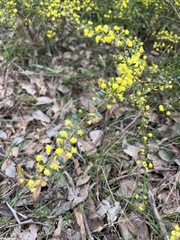 Acacia acinacea