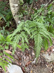Pteris dispar