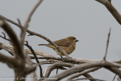 Aphelocephala leucopsis