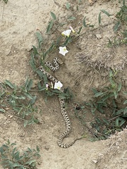 Pituophis catenifer sayi