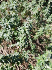 Teucrium marum