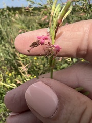 Oenothera suffrutescens