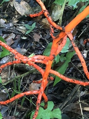 Chamaedorea quezalteca