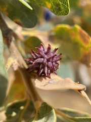 Cynips quercusechinus