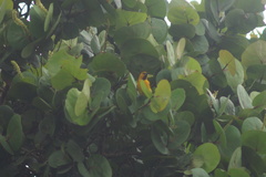 Icterus nigrogularis