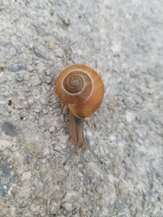 Cepaea nemoralis