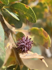 Cynips quercusechinus