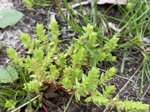Crassula sieberiana