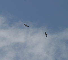 Gypaetus barbatus