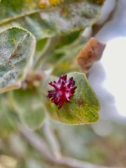 Cynips quercusechinus