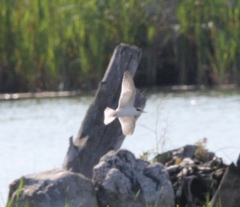 Sterna hirundo